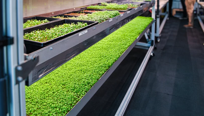 Microgreens Vertical Farming-Container - MABEWO Anlagen mit TerraFlex und AgriRack